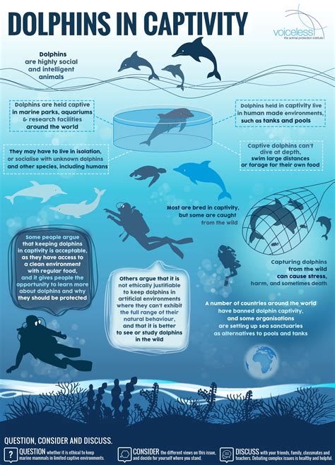 Dolphins In Captivity