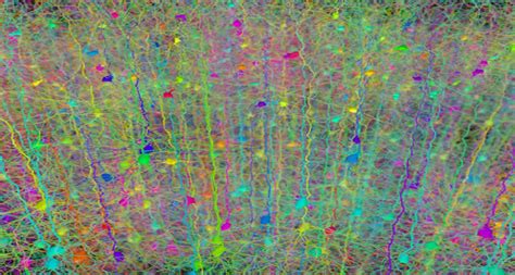 Tracking Dendritic Activity During Learning Reveals How the Brain ...