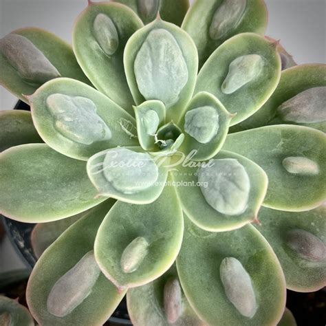 echeveria Raindrops - exoticplantshop.org