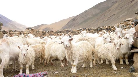 White Cashmere Goat Enjoys Good Reputation Of Soft Gold In Tibet