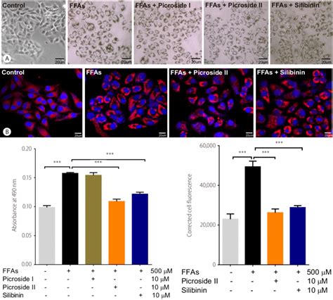 Picroside Ii Attenuates Ffa Mediated Lipid Accumulation Hepg2 Cells Download Scientific