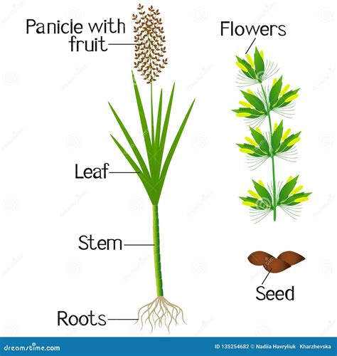 An Illustration Showing Parts Of A Sugar Cane Plant Stock Vector