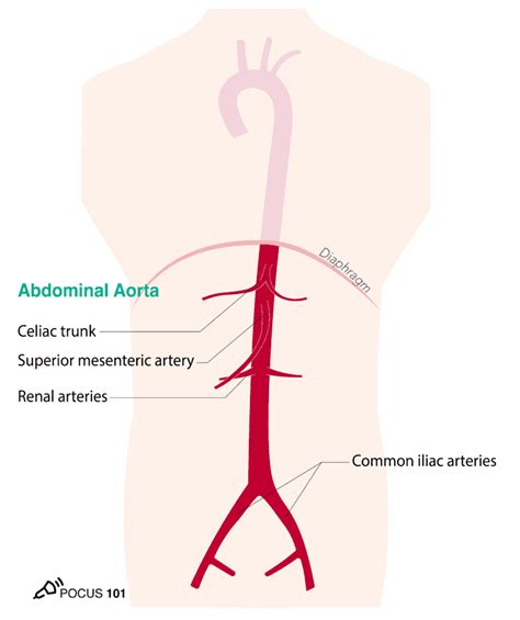 Ultrasound Abdominal Aorta Anatomy