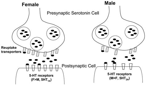 Evolving Knowledge Of Sex Differences In Brain Structure Function And