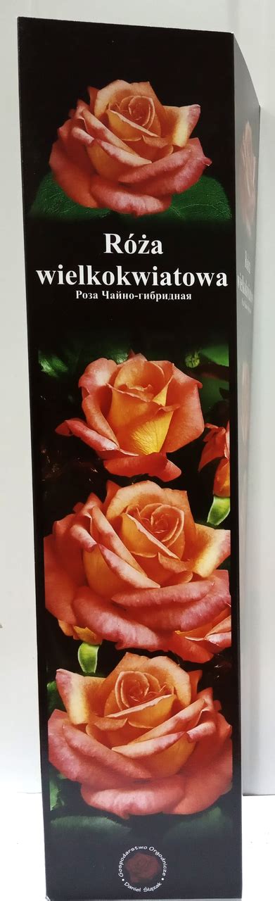 Роза чайно-гибридная Розово-желтая 11 1шт Польша: продажа, цена в ...