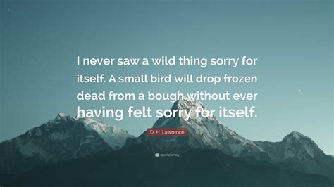 I Never Saw A Bird Feel Sorry For Itself