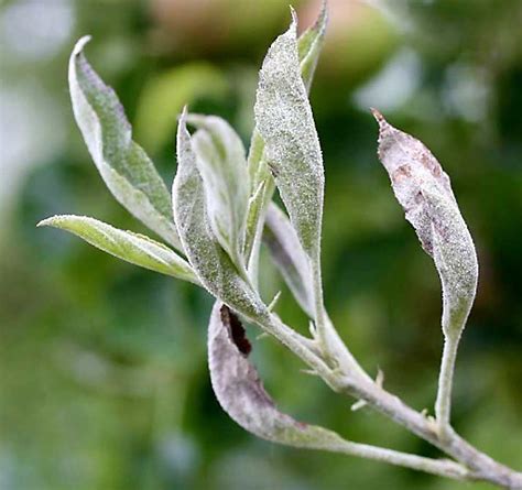 Good To Know Is Apple Powdery Mildew On A Surge Good Fruit Grower