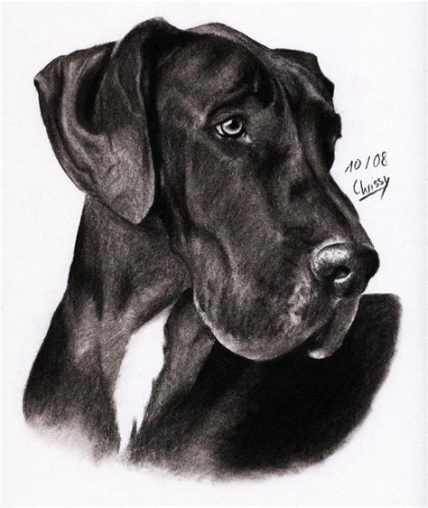 What Do Great Danes Look Like A Guide From Nose To Tail Artofit