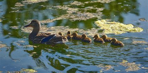 ducklings   duck