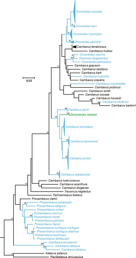 Maximum Likelihood Phylogram Showing Relationships Among Orconectes