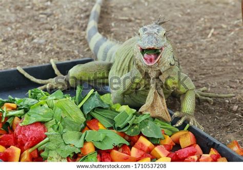 2,117 Iguana Eat Images, Stock Photos & Vectors | Shutterstock