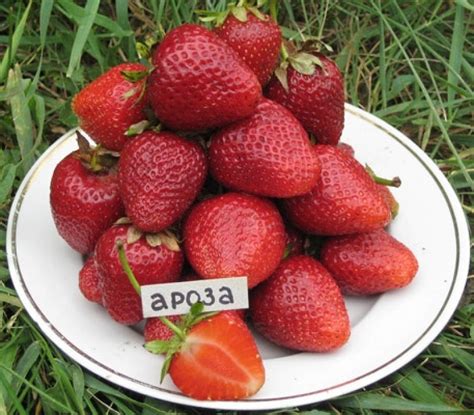 Клубника Ароза (10шт)