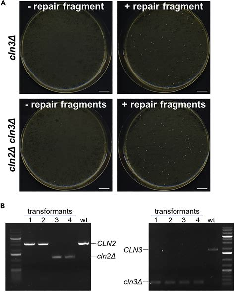Cell Press: STAR Protocols