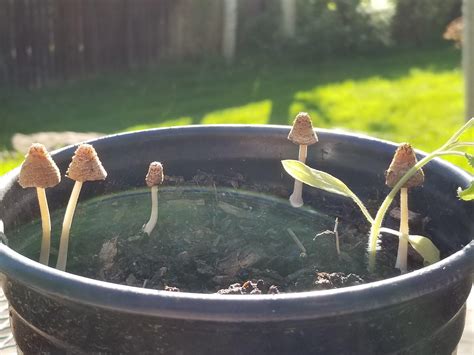 Growing Mushrooms Indoors