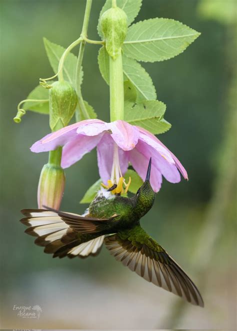 Enrique Ascanio Ahummingbirds Twitter