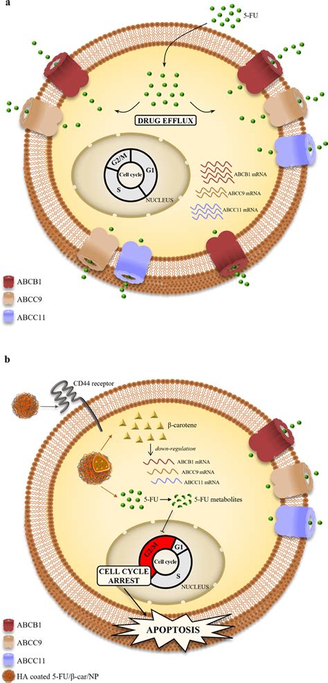 Combining β Carotene With 5 Fu Via Polymeric Nanoparticles As A Novel