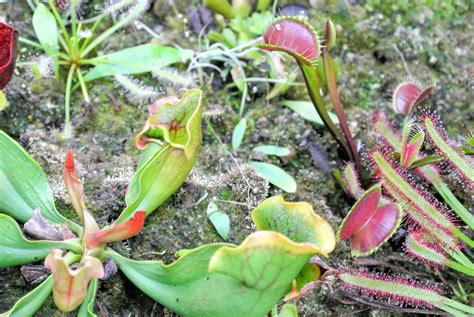 Flytraps, Sundews, and Pitchers: Discovering the Carnivorous Plants of ...