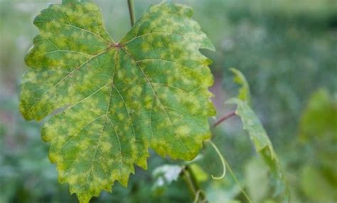 Лечение и профилактика милдью винограда. Защита от милдью