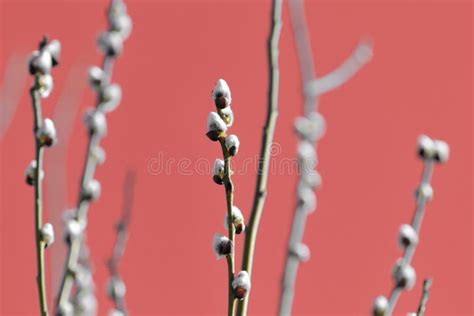 Branches Of Pussy Willow On Background Of Blue Sky Stock Image Image Of Branches Bloom 143878177