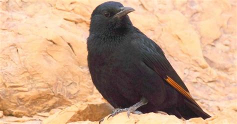 Simply Jews Madonna Uncensored Nude Pictures