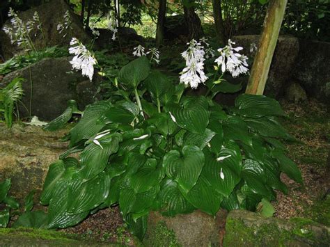 Hosta De Siebold Hosta Sieboldiana Culture Entretien Semis
