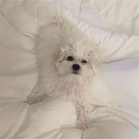 Bichon Frise, White Bichon Frise Puppies, Dogs, for Sale, Price