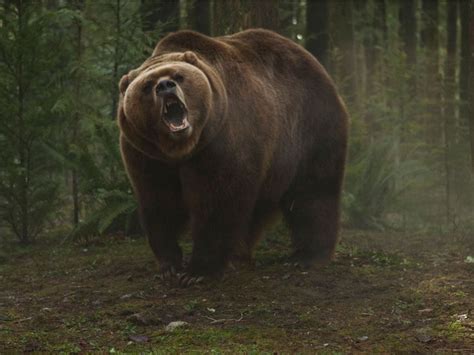 Рецензия на фильм «Гризли»