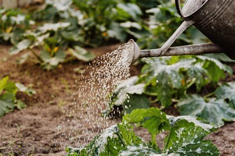 Descubre cuándo es el momento ideal para plantar las hermosas adelfas