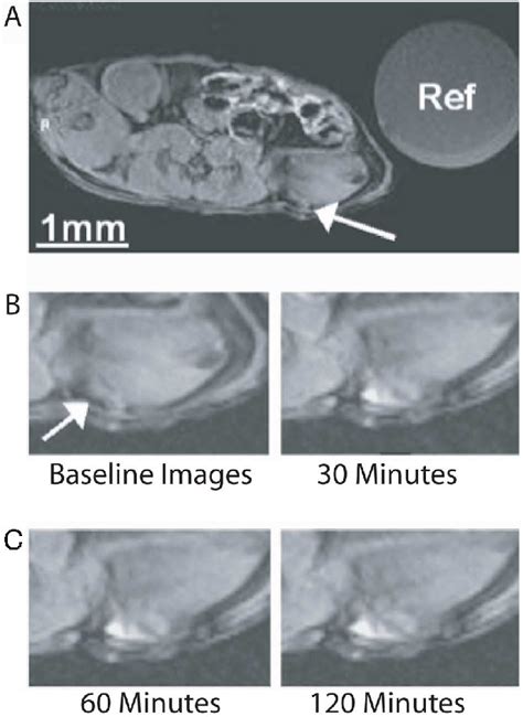 A T Weighted Mr Image Axial View Of An Athymic Nude Mouse Before