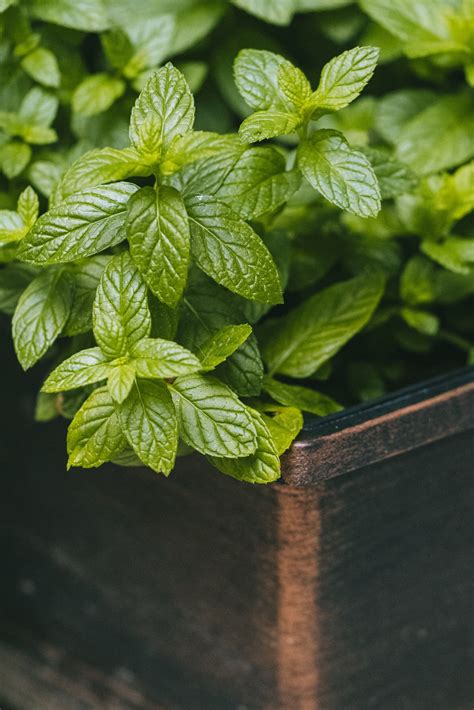 Growing Mint from Cuttings: Easy Step-by-Step Guide — Meadowlark Journal