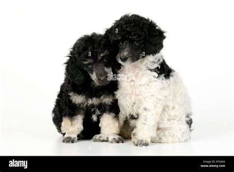 Poodle Preto E Branco - Poodle Toy Preto E Branco Filhote De Cachorro Preto E Branco De