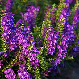 Photo #44520 | Scutellaria baicalensis | plant lust