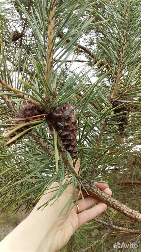 Семена Сосны обыкновенной - Pinus silvestris L купить на Зозу.ру