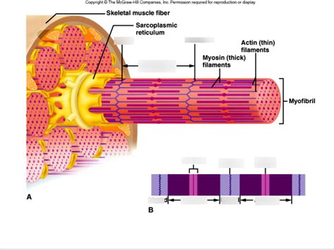 Label The Parts Of A Sarcomere Diagram Quizlet