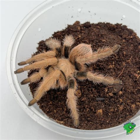 Arizona Blonde Tarantula Juvenile To Adult Strictly Reptiles