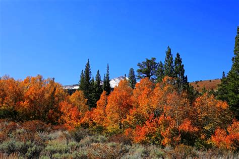 무료 이미지 자연 경관 초목 하늘 황야 Larix Lyalliisubalpine Larch 자연 환 경 온화한 넓은 잎과 혼합 숲 Northern