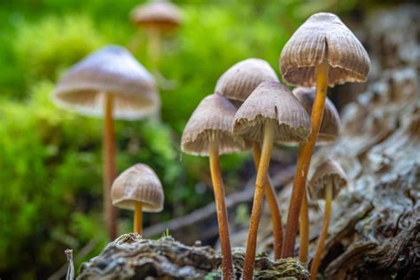 Most Psychedelic Mushrooms In Pennsylvania To Avoid Guide