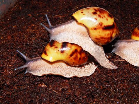 ACHATINA ACHATINA - GIANTAFRICANLANDSNAILS