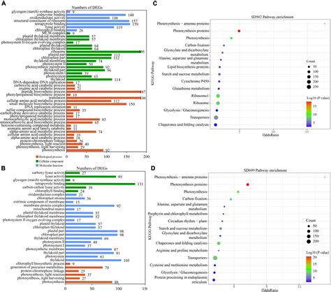 Frontiers Transcriptomic And Physiological Responses Of Contrasting