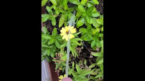 Watering The Flowers K Pornhub Gay