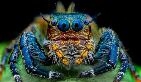 Aranhas Mais Venenosas Do Mundo