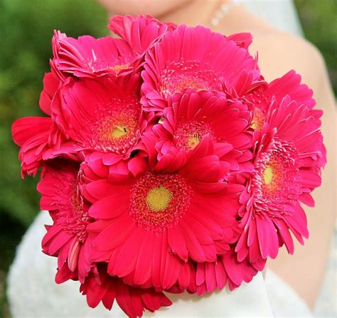 Fuchsia Gerber Daisy Bridal Bouquet Daisy Bridal Bouquet Bridal