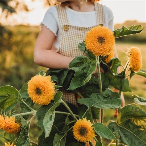 Amazon Teddy Bear Dwarf Sunflower Seeds Heirloom Open