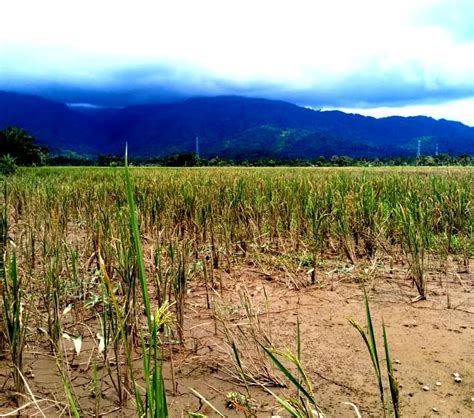 50 Hektar Sawah Rusak Dan Tergenang Banjir Petani Minta Pemkab Turun