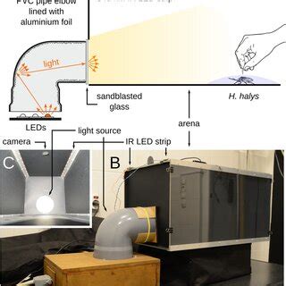 Experimental Set Up For The Behavioural Experiments A Schematic