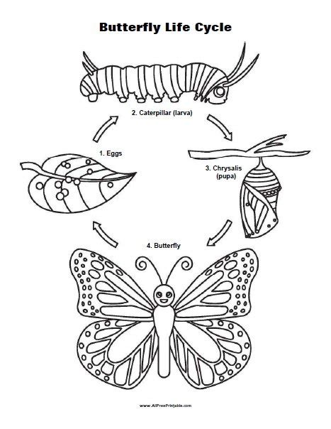 Life Cycle Of A Butterfly Coloring Sheet Coloring Pages