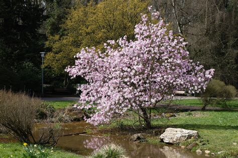 23+ Magnolia Leonard Messel Plants - PatricaBrain
