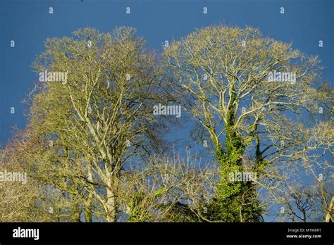Strong light hi-res stock photography and images - Alamy
