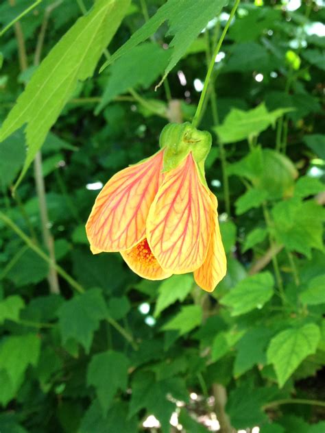 Chinese Bell Flower