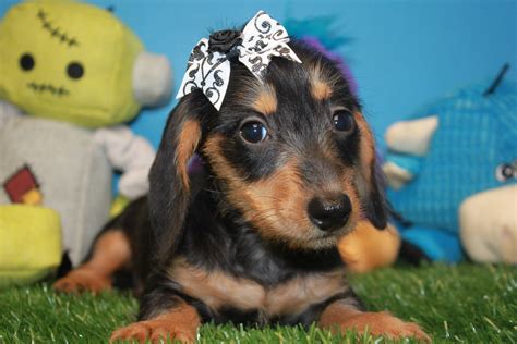 Dachshund Puppies For Sale - Long Island Puppies